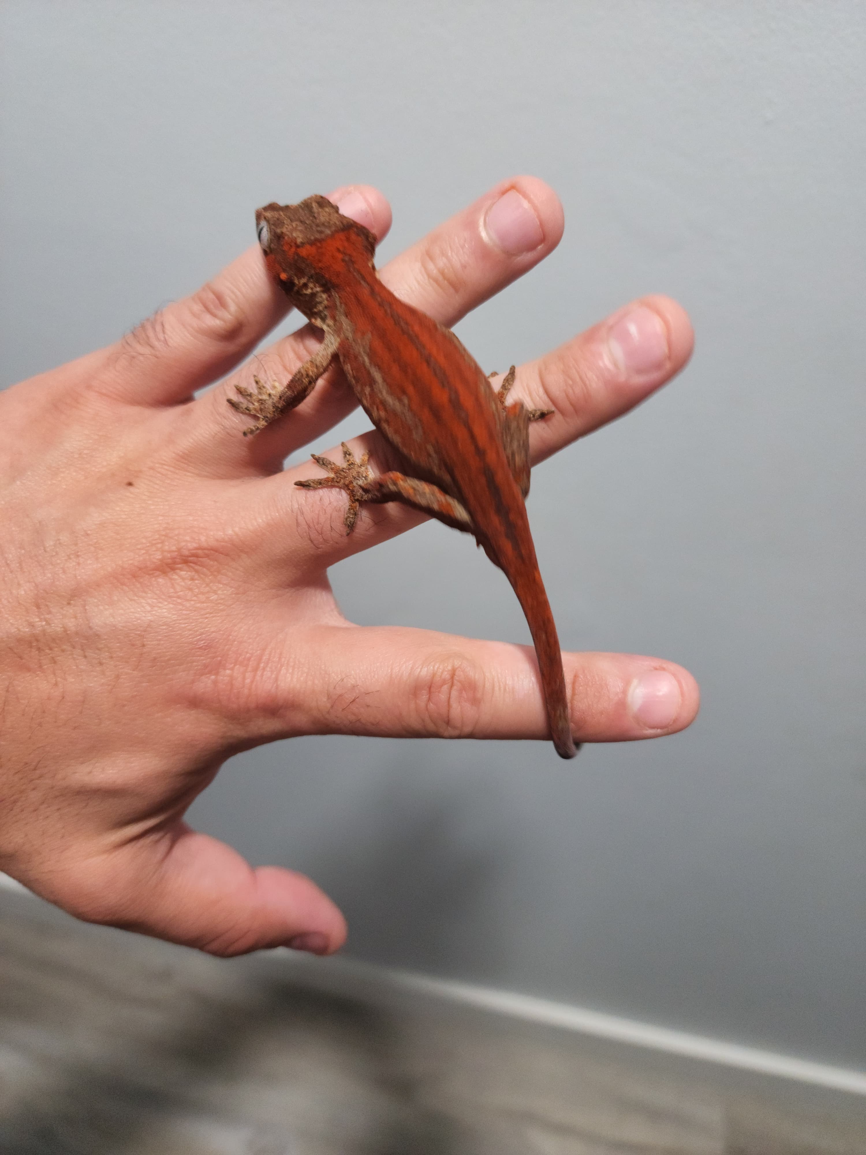 red/orange 6 stripes — Gargoyle Gecko